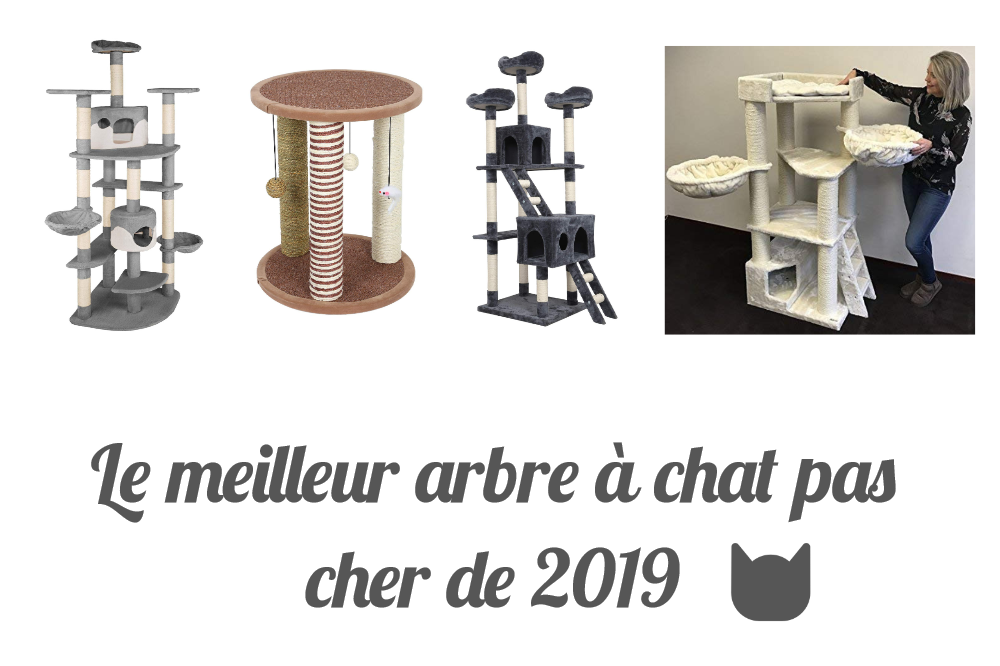Quel est le meilleur arbre à chat pas cher de 2019 ?