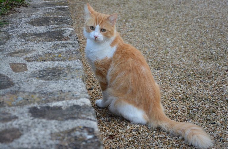 Comment savoir si un chat est un mâle ou une femelle