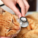 Cecite Des Chats Mon Chat Est Il Aveugle Chatmuse