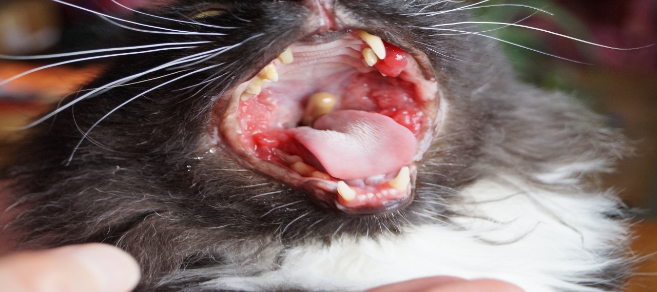 Maladie De La Griffé Du Chat Et Toxoplasmose