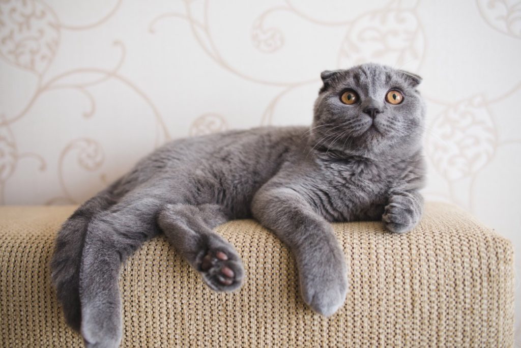spécimen de scottish fold