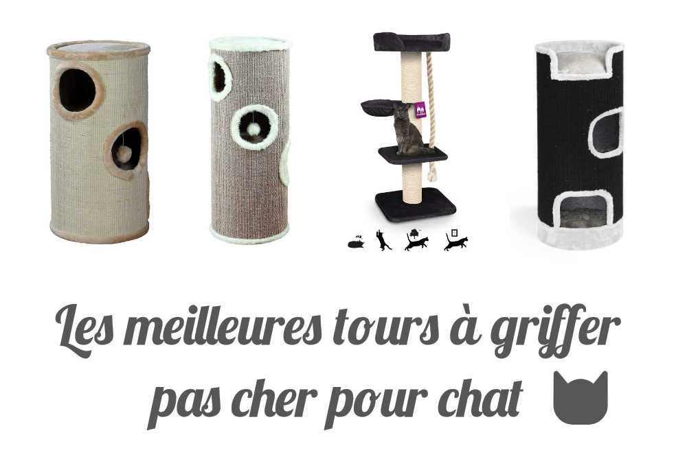 Les meilleures tours à griffer pas cher pour chat