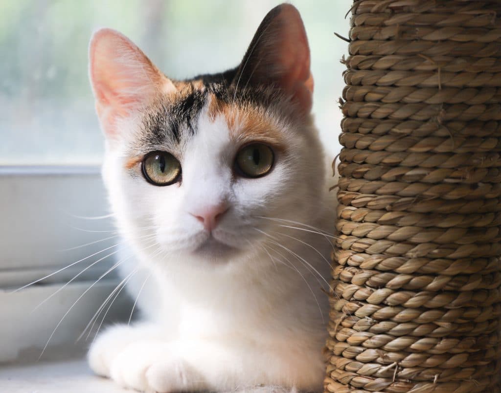 Quels signes montrent que votre chat veut un arbre à chat ?