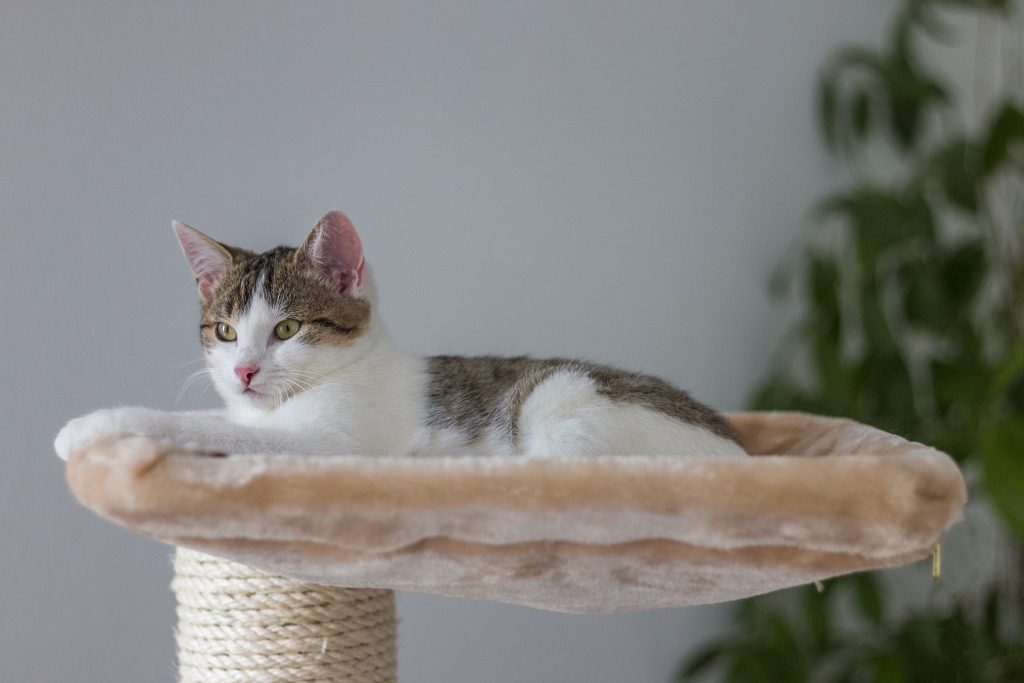 Mon avis et test du Vesper arbre à chat