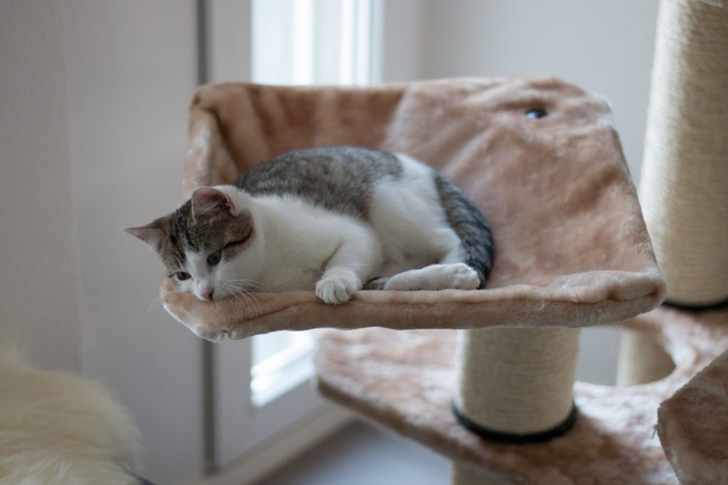Comment bien nettoyer un arbre à chat ?