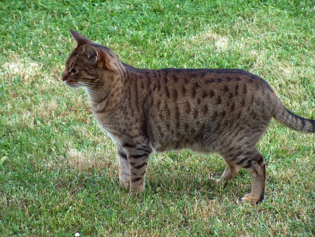 D'où est originaire l'Ocicat ?