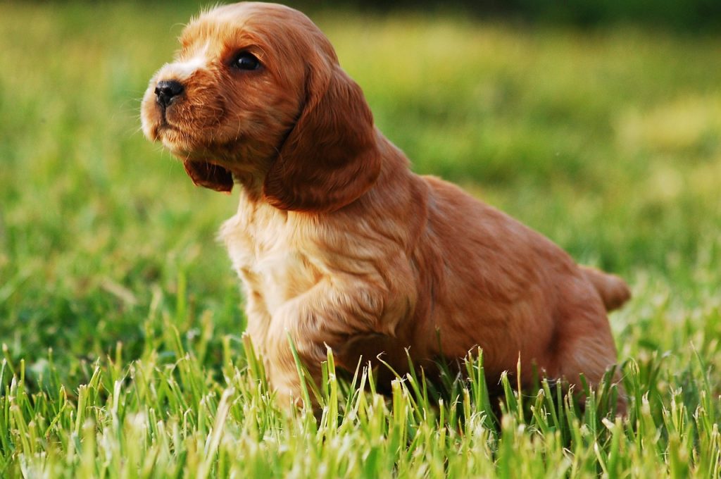 cocker