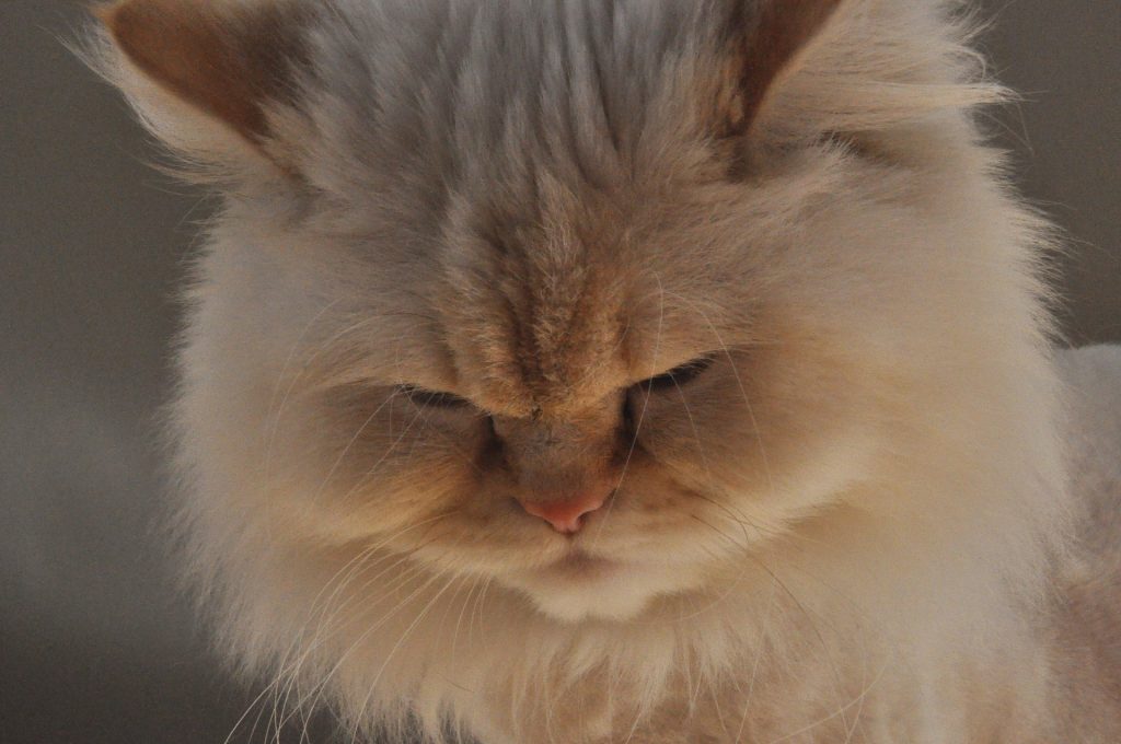 Quelles sont les caractéristiques du chat himalayen ?