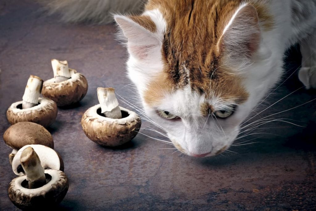 Les champignons sont-ils dangereux pour le chat ?