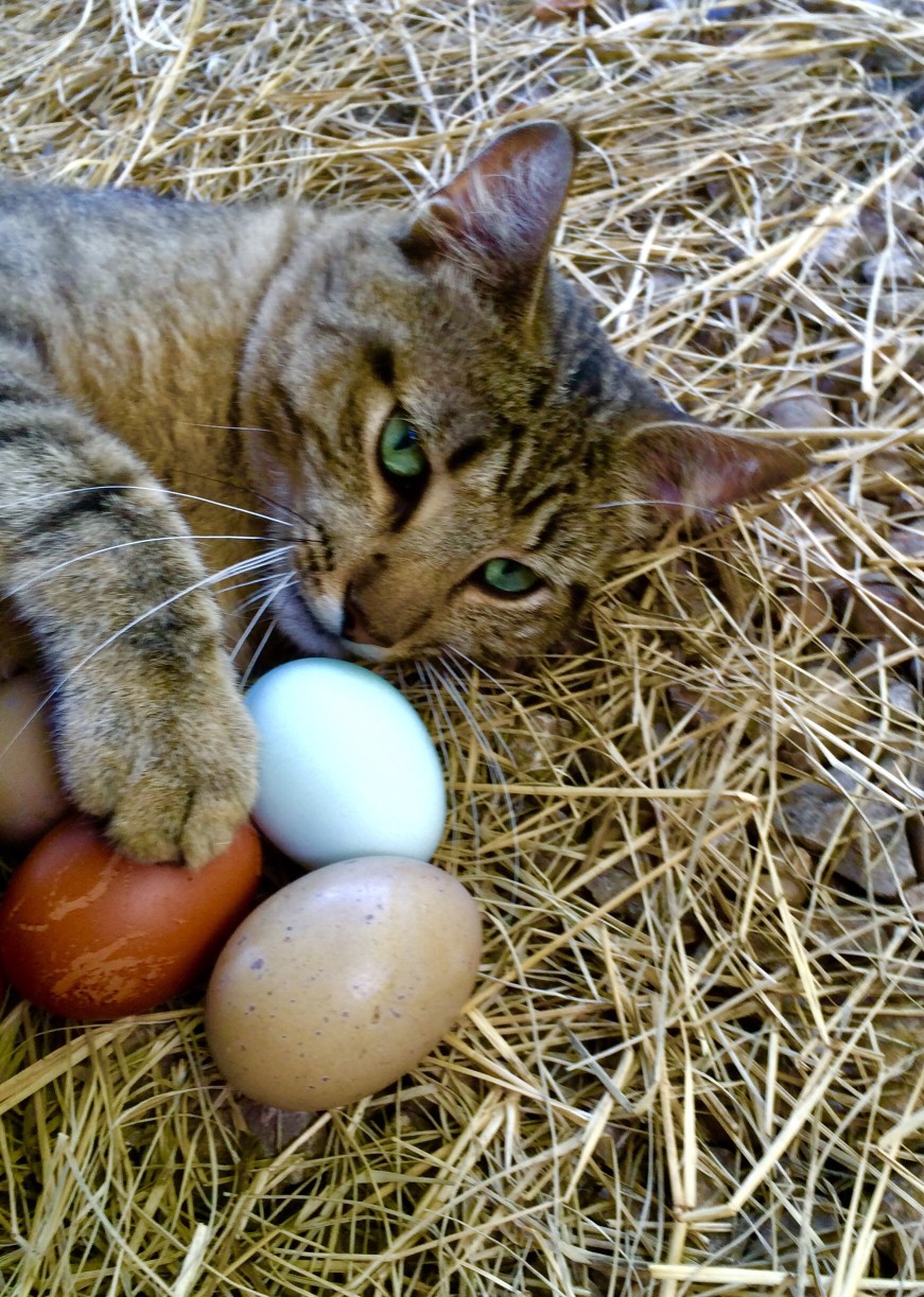 Mon chat peut manger un Oeuf