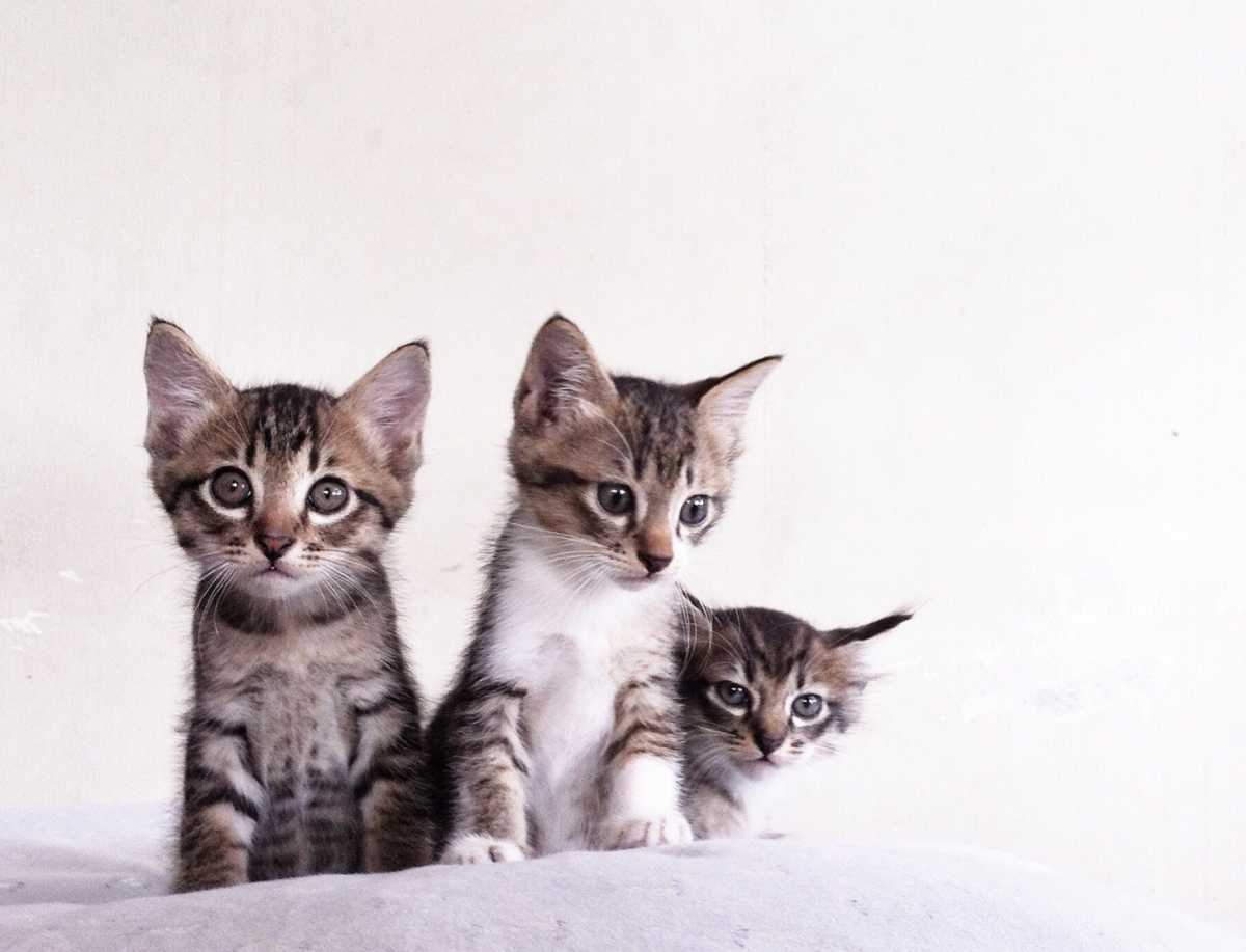 Gestation des chats nos conseils et informations