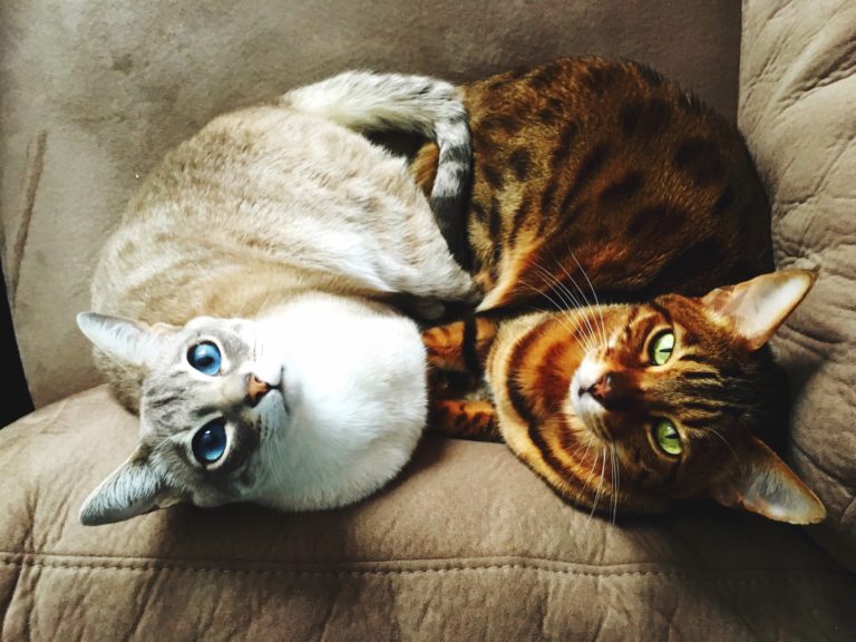Comment Un Chat Ressent Une Grossesse Quand un chat peut tomber enceinte