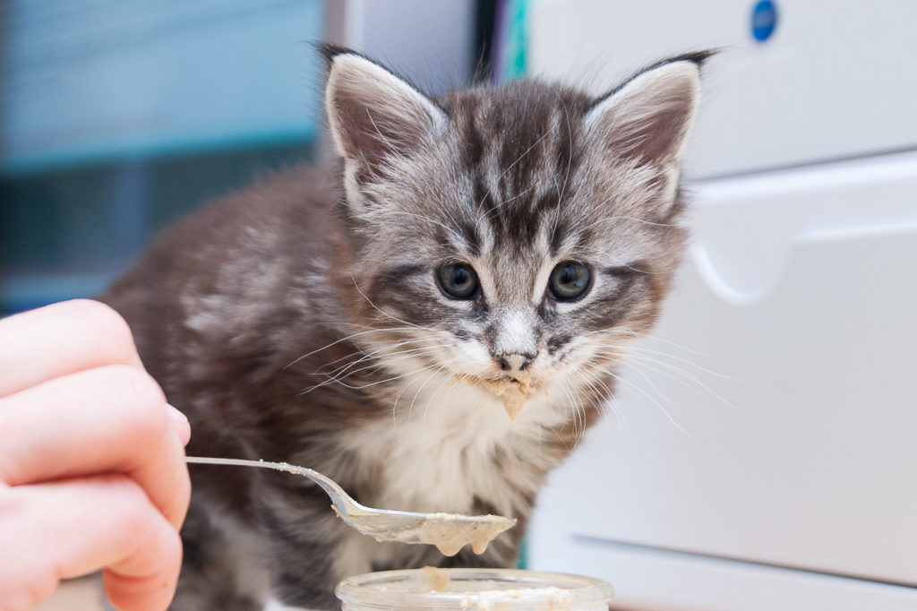 Le sevrage du chaton