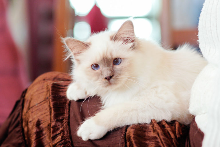 Races de chats à poils milongs les connaître, les apprécier