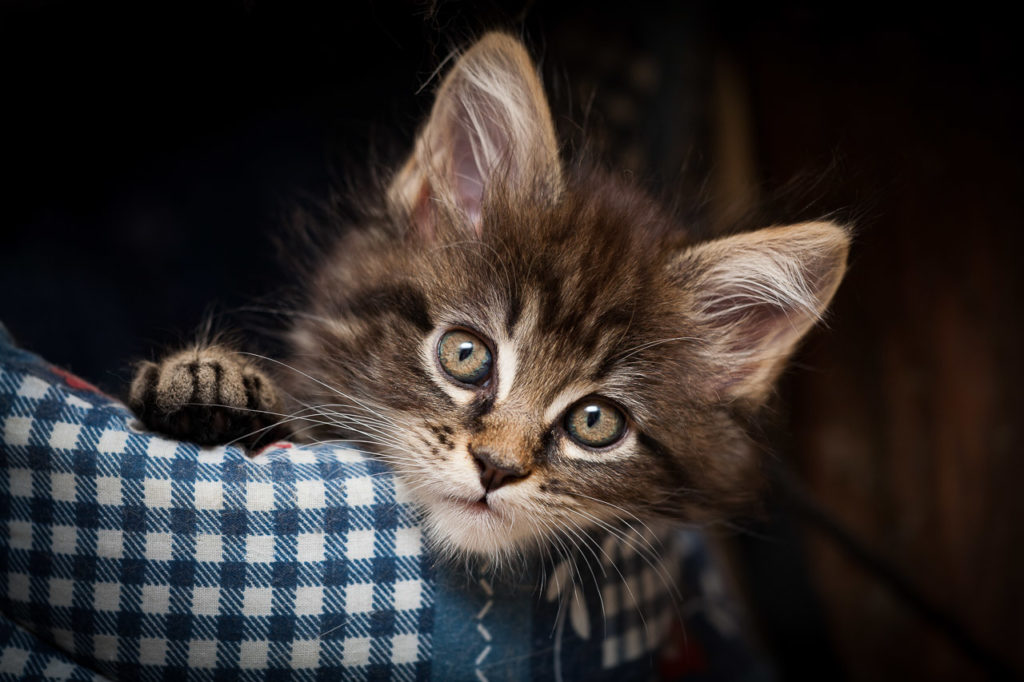 Les plus belles races de chats