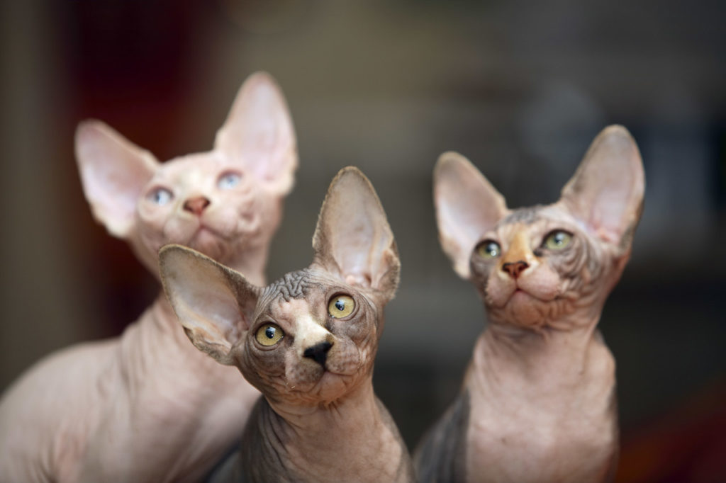 Groupe de chatons sphynx canadiens attentifs