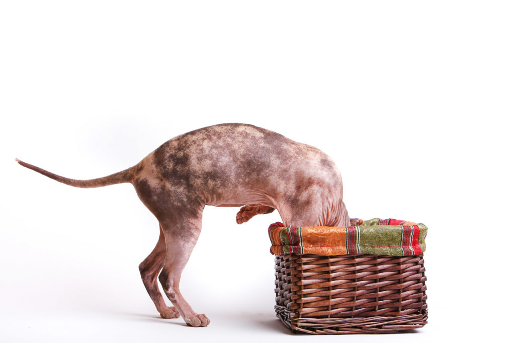 Chatte sphynx jouant dans un panier en osier