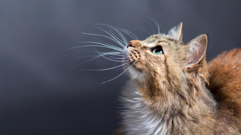 Communiquer avec son chat : les bases de la communication féline