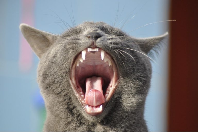 Les dents chez le chat