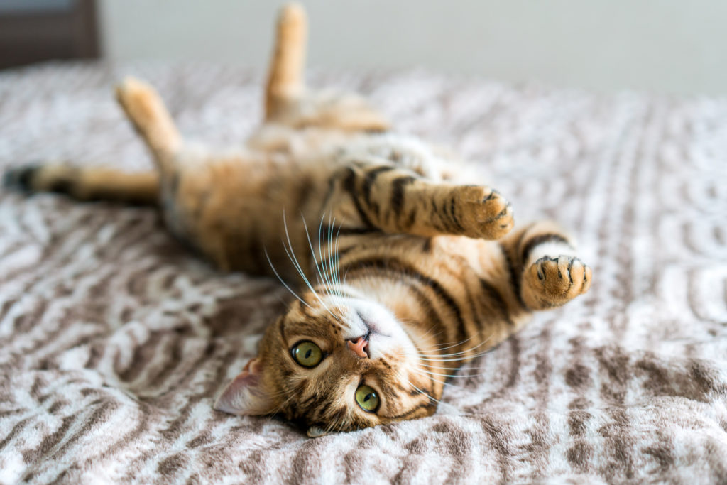 Quels sont les besoins primaires du chat ?