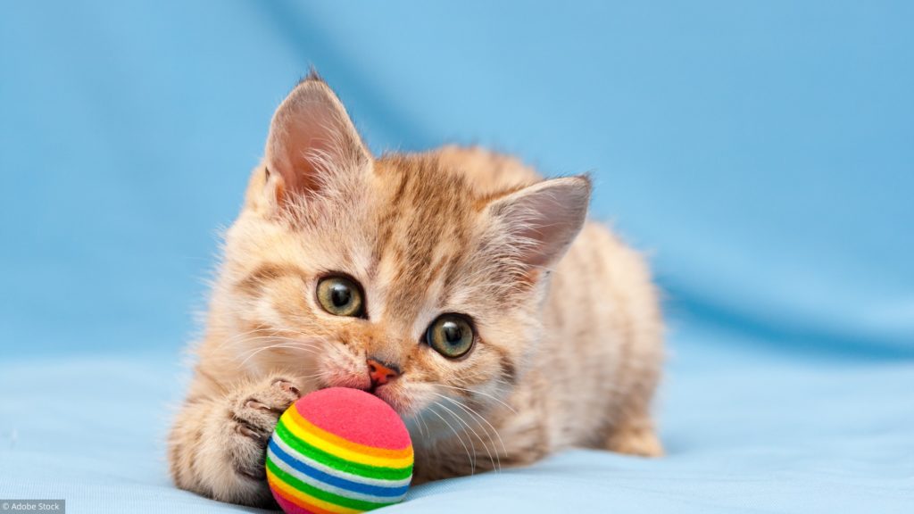 Jouets pour chats