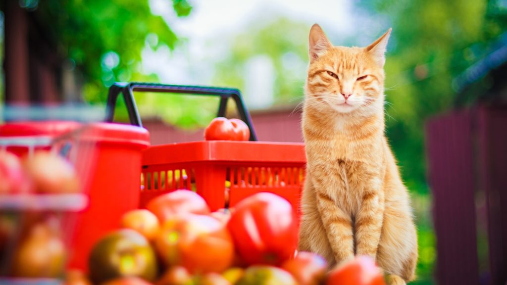 Les chats et les tomates font bon ménage... tant que les tomates sont mûres !
