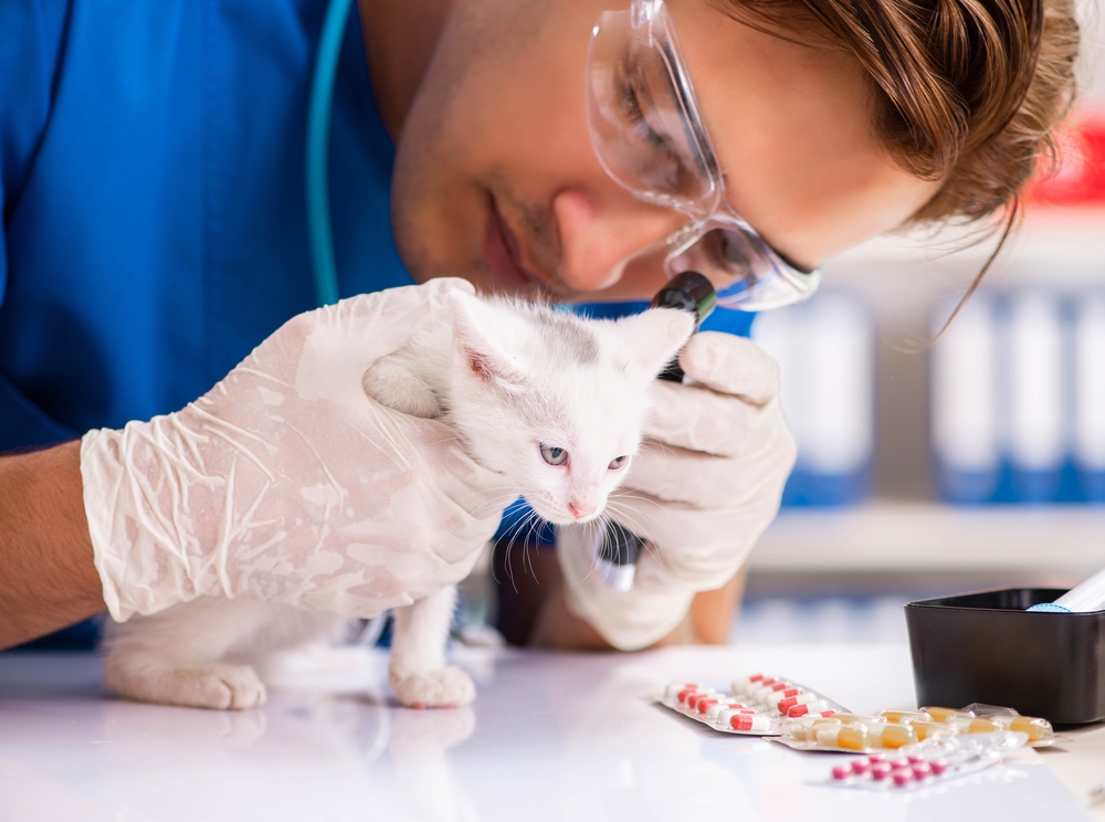 vet doctor examining kittens in animal hospital