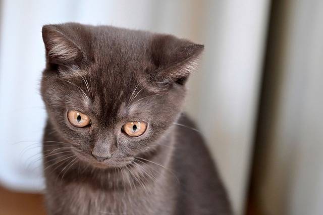 chaton british shorthair