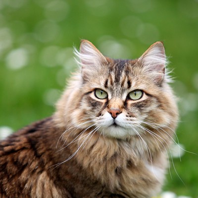 magnifique chat sibérien