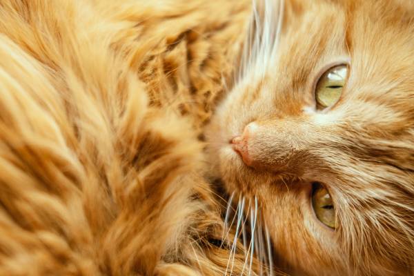 chat ayant recu traitement antiparasitaire 1