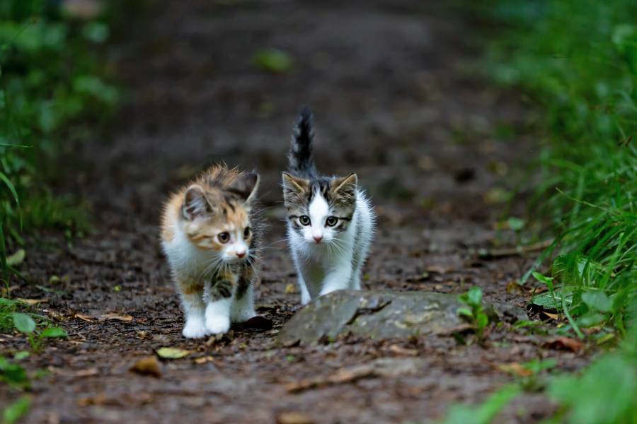 chatons dans la nature