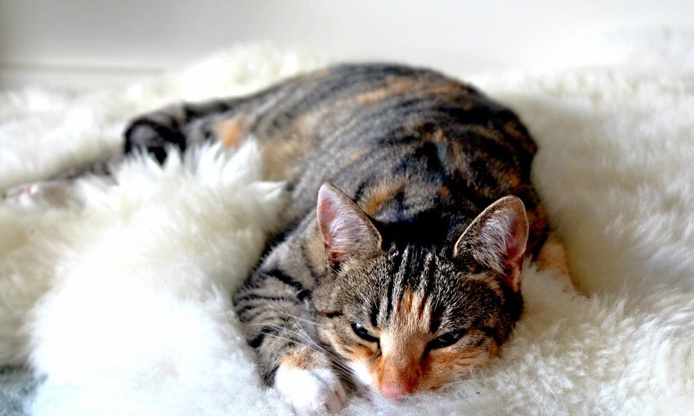 troubles digestifs pour chat astuces 1