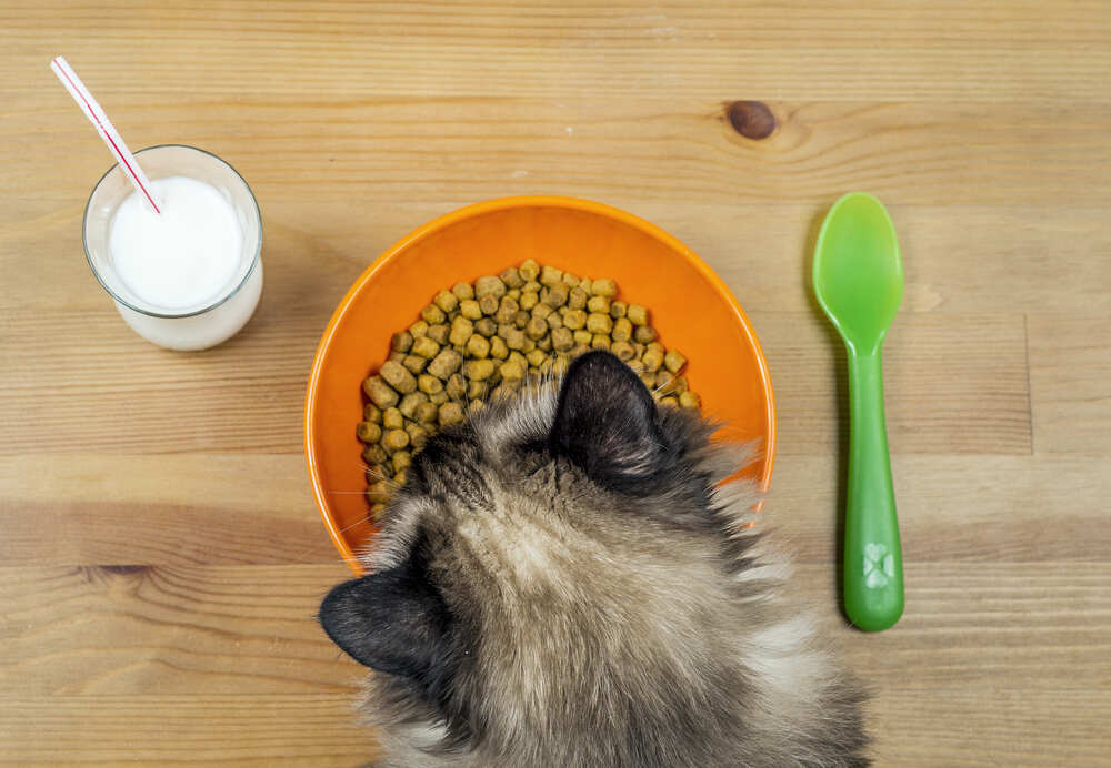 alimentation chat