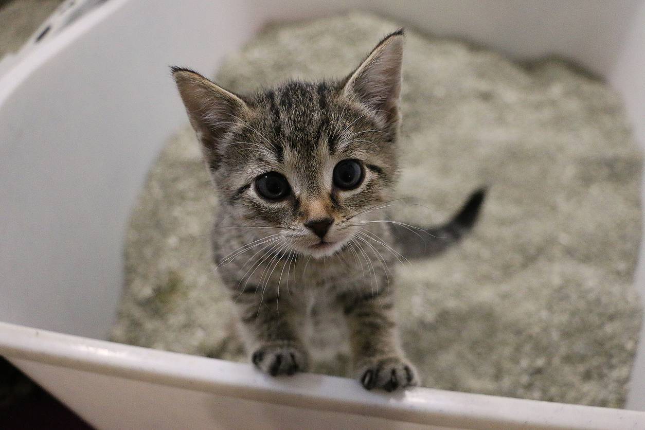 comment dissimuler litière du chat ; où cacher litière chat