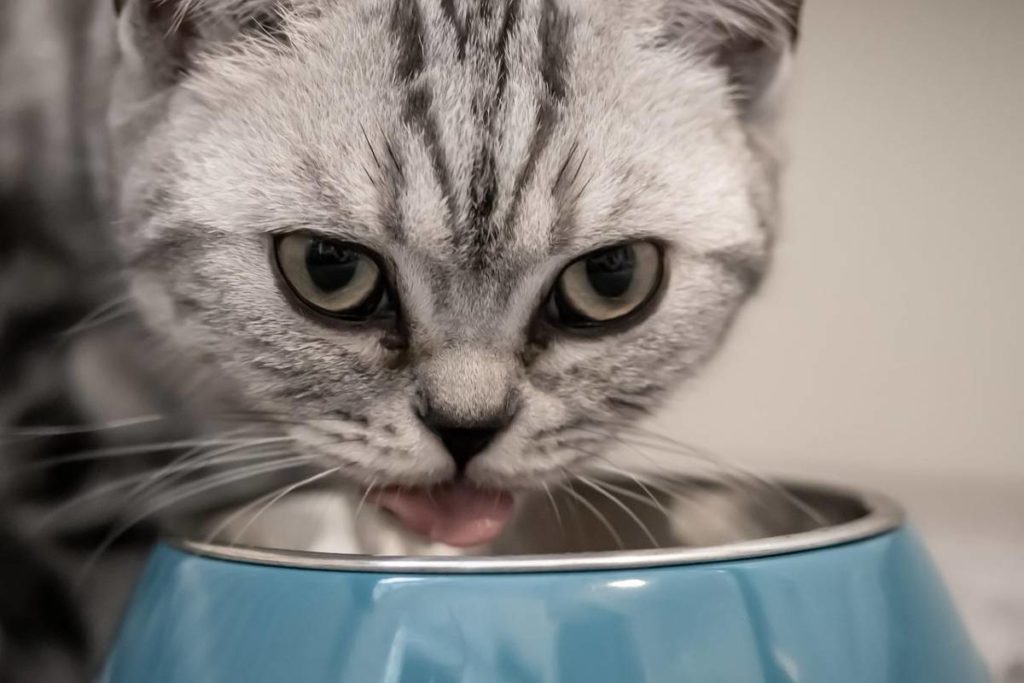 Chat qui mange