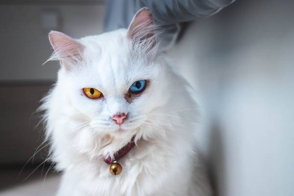 chat avec collier rouge