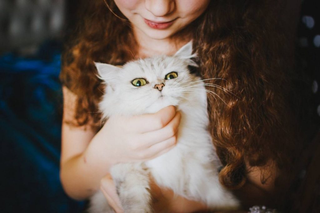 cat siiter