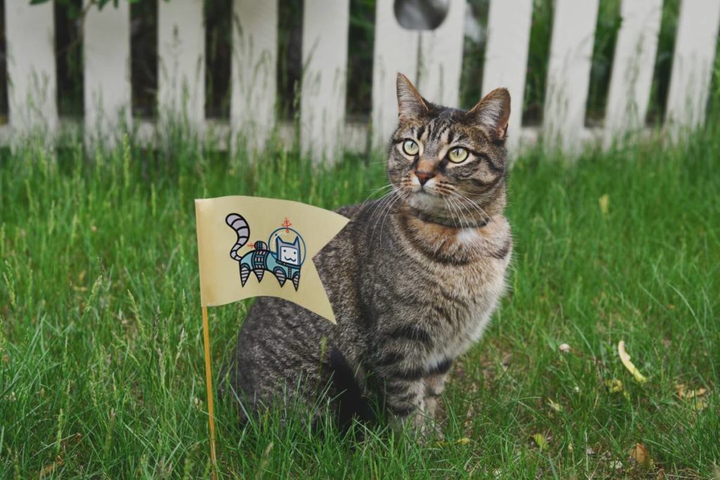 chat assurance