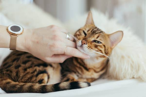 cat sitter qui fait des câlins à un chat du Bengale