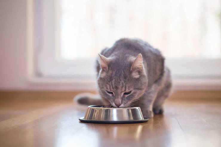 chat qui mange dans sa gamelle