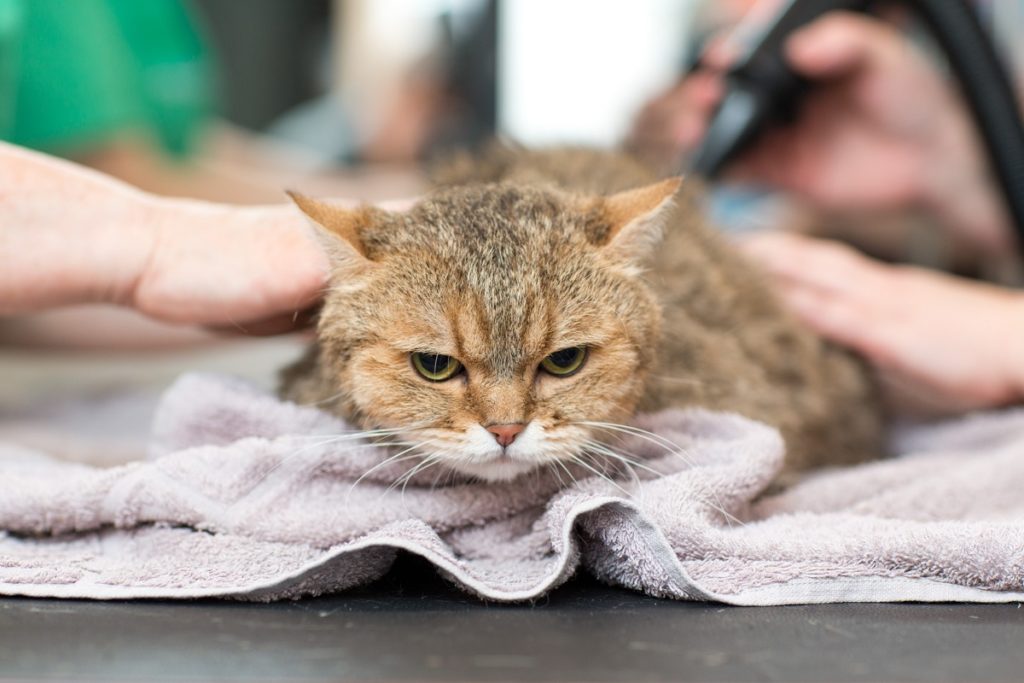 shampoing-anti-puce-de-mon-chat
