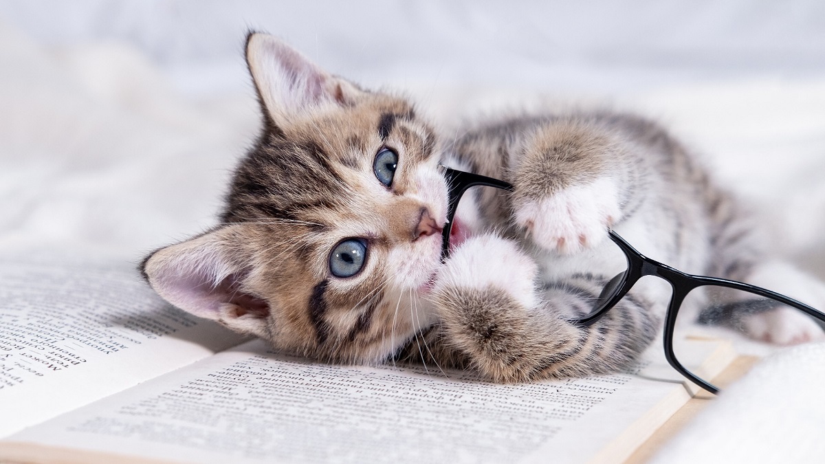 assurer-son-chat-couverture