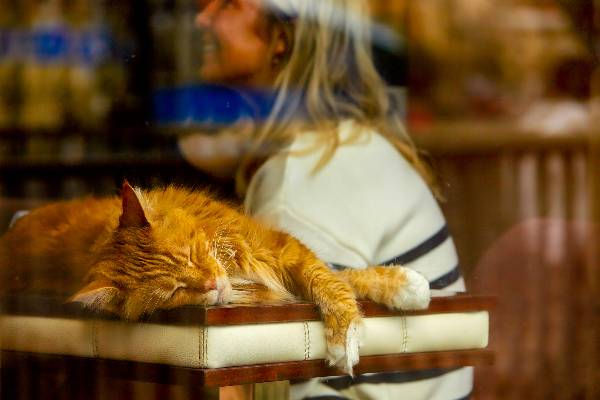 bar a chats