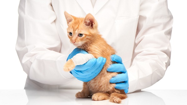 veterinaire-de-garde-importance