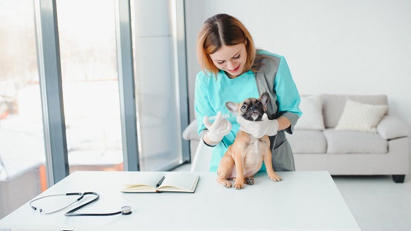 veterinaire-de-garde-recommendations