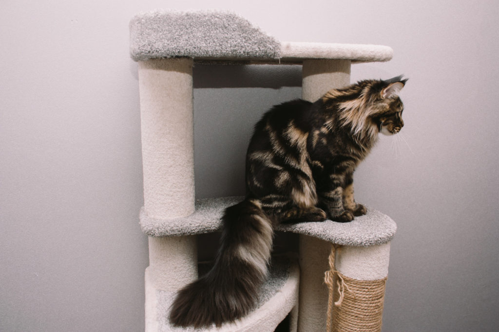 arbre chat