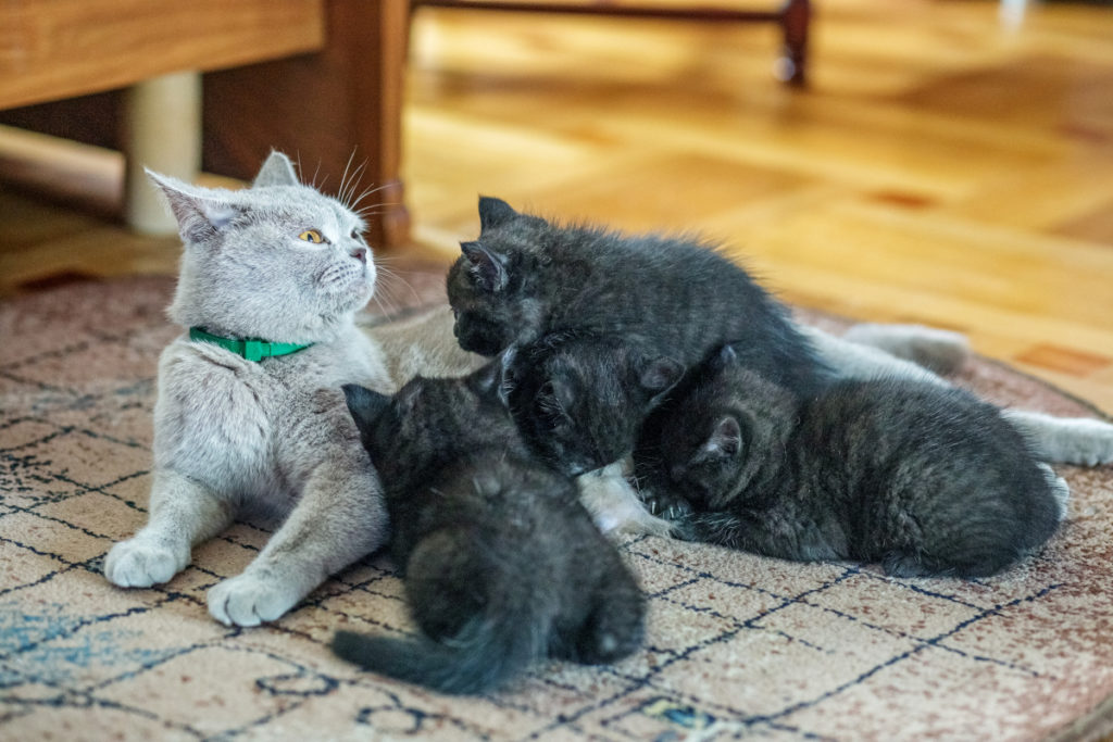 bébé chat et maman