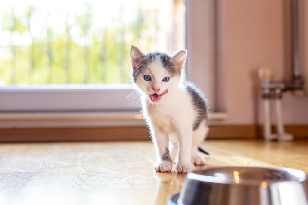 chat devant sa gamelle