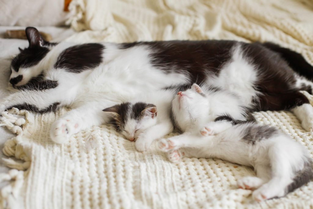 chat et bébé