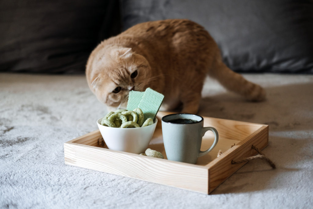 chat et cbd